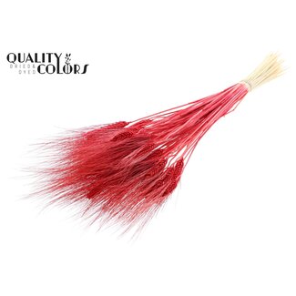 QC Dried Bleached Bearded Wheat | Colour: Red | Triticum Beard Dried flowers | Length ± 70 centimeter | Weight 150 gram | Per bunch
