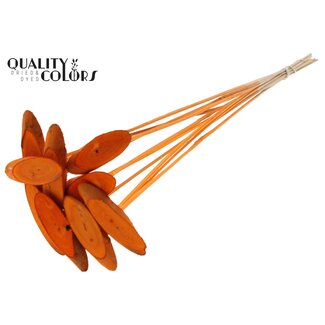 QC Oval wooden disc on stick | Colour: Orange | Wooden disc pick | Diameter 5 - 7 centimeter | Length ± 50 centimeter | 10 picks per bunch | Per bunch