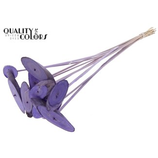 QC Oval wooden disc on stick | Colour: Frosted Milk Purple | Wooden disc pick | Diameter 5 - 7 centimetre | Length ± 50 centimetre | 10 picks per bunch | Per bunch
