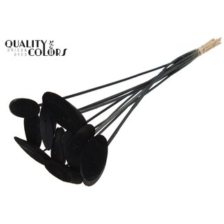 QC Oval wooden disc on stick | Colour: Black | Wooden disc pick | Diameter 5 - 7 centimetre | Length ± 50 centimetre | 10 picks per bunch | Per bunch