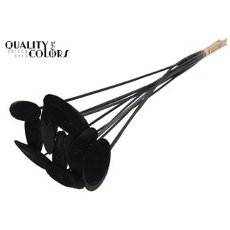 QC Ovale Holzscheibe auf Stab | Farbe: Schwarz | Holzscheiben-Stecker | Durchmesser 5 - 7 centimeter | Länge ± 50 centimeter | 10 Stecker pro Bund | Pro Bund