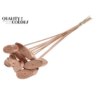 QC Oval wooden disc on stick | Colour: Copper-coloured | Wooden disc pick | Diameter 5 - 7 centimetre | Length ± 50 centimetre | 10 picks per bunch | Per bunch