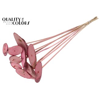 QC Oval wood disc on stick | Colour: Frosted Pink | Wood disc pick | Diameter 5 - 7 centimeter | Length ± 50 centimeter | 10 picks per bunch | Per bunch