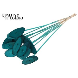 QC Ovalen Houtschijf op stok | Kleur: Turquoise | Houtschijf Bijsteker | Diameter 5 - 7 centimeter | Lengte ± 50 centimeter | 10 bijstekers per bos | Per bos