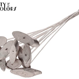 QC Ovalen Houtschijf op stok | Kleur: Champagnekleurig | Houtschijf Bijsteker | Diameter 5 - 7 centimeter | Lengte ± 50 centimeter | 10 bijstekers per bos | Per bos