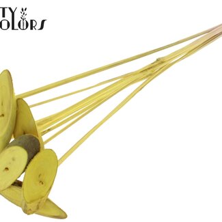 QC Disque en bois ovale sur bâton | Couleur : Jaune | Disque en bois à piquer | Diamètre 5 - 7 centimètres | Longueur ± 50 centimètres | 10 piques par bouquet | Par bouquet