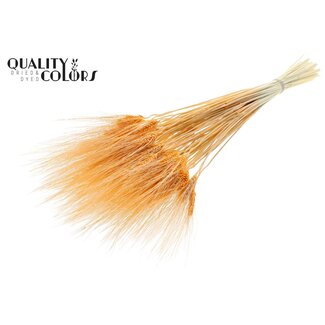 QC Getrockneter gebleichter Bartweizen | Farbe: Lachsfarben | Triticum Bart Trockenblumen | Länge ± 70 Zentimeter | Gewicht 150 Gramm | Pro Bund