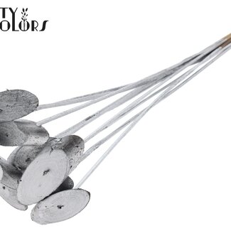 QC Oval Wood Slice on Stick | Colour: Silver | Wood Slice Insert | Diameter 5 - 7 centimetres | Length ± 50 centimetres | 10 inserts per bunch | Per bunch