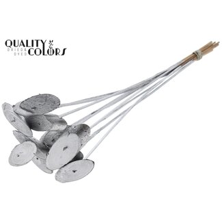QC Ovalen Houtschijf op stok | Kleur: Zilverkleurig | Houtschijf Bijsteker | Diameter 5 - 7 centimeter | Lengte ± 50 centimeter | 10 bijstekers per bos | Per bos