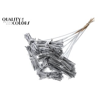 QC White Lady Posy on Stick | Colour: Silver | White Lady Posy Stick | Length ± 50 centimetres | 10 sticks per bunch