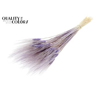 QC Dried Bleached Beard Wheat | Colour: Milka Purple | Triticum Beard Dried Flowers | Length ± 70 centimetres | Weight 150 grams | Per bunch