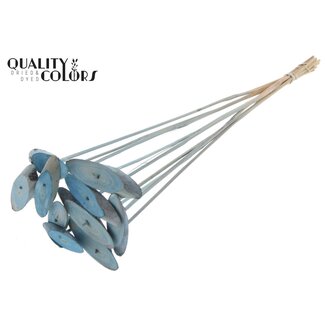 QC Ovalen Houtschijf op stok | Kleur: Frosted Lichtblauw | Houtschijf Bijsteker | Diameter 5 - 7 centimeter | Lengte ± 50 centimeter | 10 bijstekers per bos | Per bos