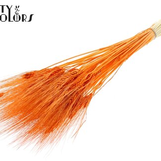 QC Getrockneter gebleichter Bartweizen | Farbe: Orange | Triticum Bart Trockenblumen | Länge ± 70 Zentimeter | Gewicht 150 Gramm | Pro Bund