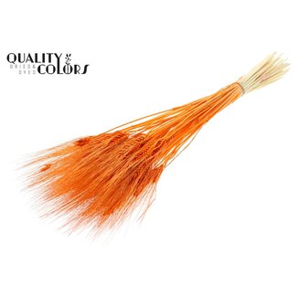 QC Dried Bleached Beard Wheat | Colour: Orange | Triticum Beard Dried Flowers | Length ± 70 centimetres | Weight 150 grams | Per bunch
