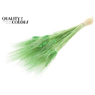 QC Dried Bleached Beard Wheat | Colour: Mint Green | Triticum Beard Dried Flowers | Length ± 70 centimetres | Weight 150 grams | Per bunch