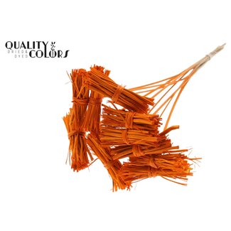 QC White Lady Boeketje op stok | Kleur: Oranje | White Lady Posy Bijsteker | Lengte ± 50 centimeter | 10 bijstekers per bos