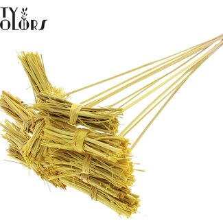 QC White Lady Posy on Stick | Colour: Yellow | White Lady Posy Plant Stick | Length ± 50 centimetres | 10 sticks per bunch