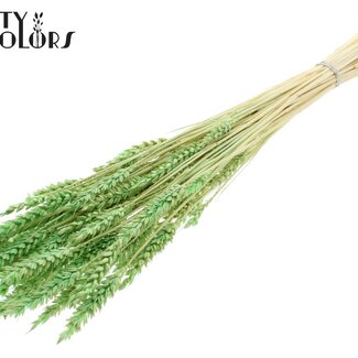 QC Getrockneter Gebleichter Weizen | Farbe: Frostiges Mintgrün | Triticum Trockenblumen | Länge ± 60 Zentimeter | Gewicht 100 Gramm | Pro Bund
