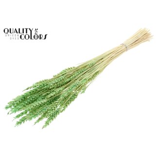 QC Dried Bleached Wheat | Colour: Frosted Mint Green | Triticum Dried Flowers | Length ± 60 centimetres | Weight 100 grams | Per bunch