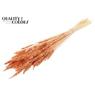 QC Dried Bleached Wheat | Colour: Frosted Salmon | Triticum Dried Flowers | Length ± 60 centimetres | Weight 100 grams | Per bunch
