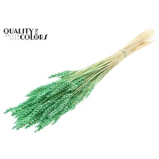 QC Getrockneter Gebleichter Weizen | Farbe: Mintgrün | Triticum Trockenblumen | Länge ± 60 Zentimeter | Gewicht 100 Gramm | Pro Bund