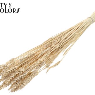 QC Getrockneter Gebleichter Weizen | Farbe: Frosted Weiß | Triticum Trockenblumen | Länge ± 60 Zentimeter | Gewicht 100 Gramm | Pro Bund