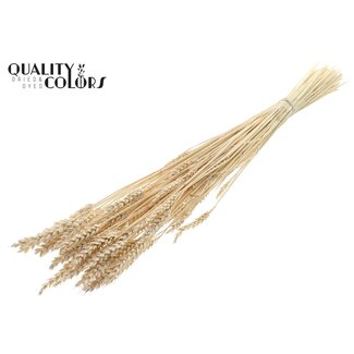 QC Getrockneter Gebleichter Weizen | Farbe: Frosted Weiß | Triticum Trockenblumen | Länge ± 60 Zentimeter | Gewicht 100 Gramm | Pro Bund