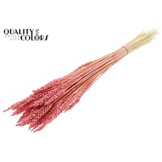 QC Getrockneter Gebleichter Weizen | Farbe: Frosted Rosa | Triticum Trockenblumen | Länge ± 60 Zentimeter | Gewicht 100 Gramm | Pro Bund