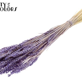 QC Blé Blanchi Séché | Couleur : Lait Mauve Givré | Triticum Fleurs Séchées | Longueur ± 60 centimètres | Poids 100 grammes | Par bouquet