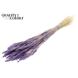 QC Dried Bleached Wheat | Colour: Frosted Lilac Purple | Triticum Dried Flowers | Length ± 60 centimetres | Weight 100 grams | Per bunch