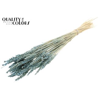 QC Gedroogde Gebleekte Tarwe | Kleur: Frosted Lichtblauw | Triticum Droogbloemen | Lengte ± 60 centimeter | Gewicht 100 gram | Per bos