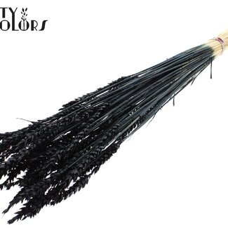 QC Blé Séché Blanchi | Couleur : Noir | Fleurs Séchées de Triticum | Longueur ± 60 centimètres | Poids 100 grammes | Par bouquet