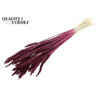 QC Gedroogde Gebleekte Tarwe | Kleur: Bordeauxrood | Triticum Droogbloemen | Lengte ± 60 centimeter | Gewicht 100 gram | Per bos