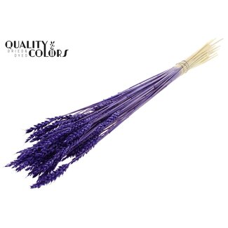QC Dried Bleached Wheat | Colour: Purple | Triticum Dried Flowers | Length ± 60 centimetres | Weight 100 grams | Per bunch