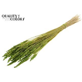 QC Gedroogde Gebleekte Tarwe | Kleur: Groen | Triticum Droogbloemen | Lengte ± 60 centimeter | Gewicht 100 gram | Per bos
