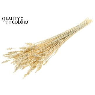 QC Dried Bleached Wheat | Colour: Natural | Triticum Dried Flowers | Length ± 60 centimetres | Weight 100 grams | Per bunch