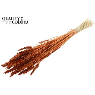 QC Dried Bleached Wheat | Colour: Terracotta | Triticum Dried Flowers | Length ± 60 centimetres | Weight 100 grams | Per bunch
