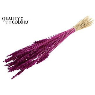 QC Dried Bleached Wheat | Colour: Lilac | Triticum Dried Flowers | Length ± 60 centimetres | Weight 100 grams | Per bunch