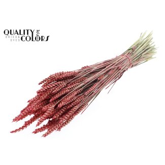 QC Getrockneter Weizen | Farbe: Perlenkoralle | Triticum Trockenblumen | Länge ± 60 Zentimeter | Gewicht 220 Gramm | Pro Bund