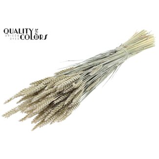 QC Getrockneter Weizen | Farbe: Perlenweiß | Triticum Trockenblumen | Länge ± 60 Zentimeter | Gewicht 220 Gramm | Pro Bund
