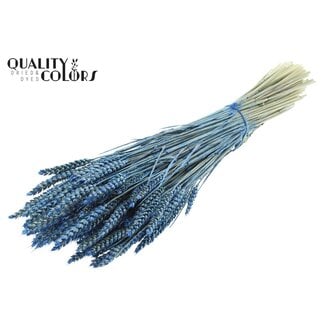 QC Blé Séché | Couleur : Bleu Perle | Triticum Fleurs Séchées | Longueur ± 60 centimètres | Poids 220 grammes | Par bouquet
