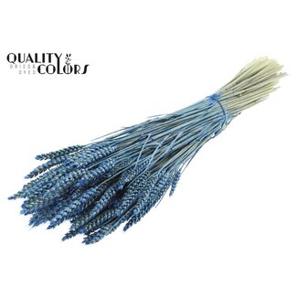 QC Gedroogde Tarwe | Kleur: Pearl Blauw | Triticum Droogbloemen | Lengte ± 60 centimeter | Gewicht 220 gram | Per bos
