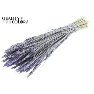 QC Gedroogde Tarwe | Kleur: Pearl Milkapaars | Triticum Droogbloemen | Lengte ± 60 centimeter | Gewicht 220 gram | Per bos