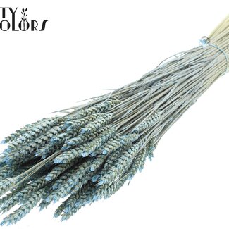 QC Gedroogde Tarwe | Kleur: Pearl Lichtblauw | Triticum Droogbloemen | Lengte ± 60 centimeter | Gewicht 220 gram | Per bos