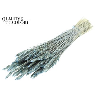 QC Getrockneter Weizen | Farbe: Perlenhellblau | Triticum Trockenblumen | Länge ± 60 Zentimeter | Gewicht 220 Gramm | Pro Bund