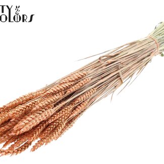 QC Gedroogde Tarwe | Kleur: Pearl Oranje | Triticum Droogbloemen | Lengte ± 60 centimeter | Gewicht 220 gram | Per bos