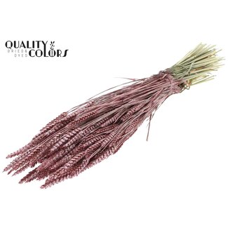 QC Gedroogde Tarwe | Kleur: Metallic Rood | Triticum Droogbloemen | Lengte ± 60 centimeter | Gewicht 220 gram | Per bos