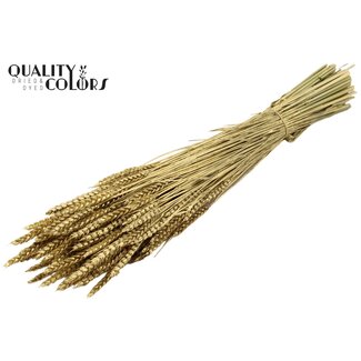 QC Dried Wheat | Colour: Golden | Triticum Dried Flowers | Length ± 60 centimetres | Weight 220 grams | Per bunch