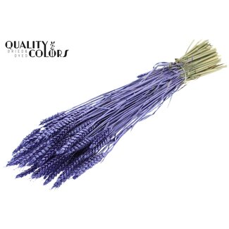 QC Dried Wheat | Colour: Metallic Purple | Triticum Dried Flowers | Length ± 60 centimetres | Weight 220 grams | Per bunch