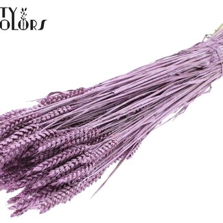 QC Gedroogde Tarwe | Kleur: Metallic Roze | Triticum Droogbloemen | Lengte ± 60 centimeter | Gewicht 220 gram | Per bos